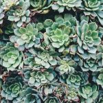 green succulent plant